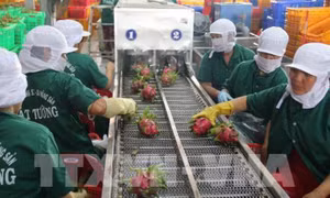 Phát triển trái cây thành ngành hàng chiến lược - Bài 2: Xây dựng vùng nguyên liệu vững chắc