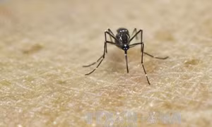 Lần đầu tiên phát hiện các trường hợp nhiễm virus Zika do muỗi đốt ngay tại châu Âu