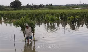 Lũ thượng nguồn Đồng bằng sông Cửu Long đang giảm