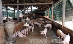 Tiếp tục giám sát và xử lý nhanh ổ dịch tả lợn châu Phi mới