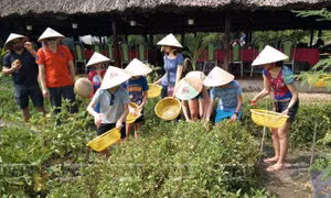 Du lịch nông nghiệp, sinh thái - Bài 2: Tăng cường khai thác chương trình du lịch chuyên đề