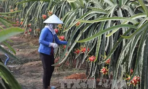Thanh long trái mùa được giá