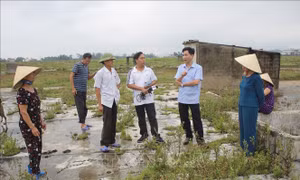 Giá rẻ như cho, diêm dân Thanh Hóa bỏ hoang ruộng muối