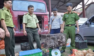 Phòng, chống buôn bán động vật hoang dã - Bài 1: Hệ thống pháp luật tiếp tục được hoàn thiện