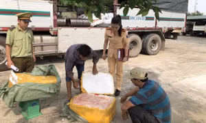 Bắt giữ gần một tấn bì lợn bốc mùi hôi thối