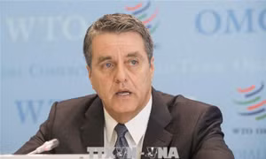 WTO nhấn mạnh vai trò của cây bông tại các quốc gia đang phát triển