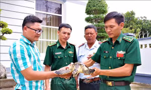 Thả đồi mồi quý hiếm về biển