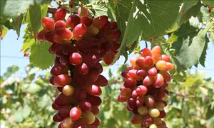 Khan hiếm nguồn cung, nho 'ba màu' Ninh Thuận đắt hàng