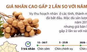 Giá nhãn tăng gấp đôi năm ngoái