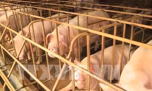 Hưng Yên công bố hết dịch tả lợn châu Phi