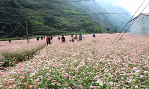 Ngắm hoa tam giác mạch đẹp mê mải ở Hà Giang