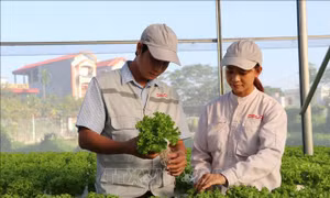 Nghị quyết về giải pháp khuyến khích, thúc đẩy doanh nghiệp đầu tư vào nông nghiệp