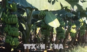 Phát triển cây trồng bền vững: Thất bại bởi phát triển manh mún, tự phát - Bài 1