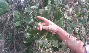 Dịch bọ xít muỗi hoành hành, người trồng điều thất thu hàng trăm tỷ đồng