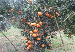 Giá cam sành Trà Vinh giảm mạnh còn 5.000 – 6.000 đồng/kg