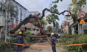 TP Hồ Chí Minh: Yêu cầu các trường rà soát hệ thống cây xanh trong trường