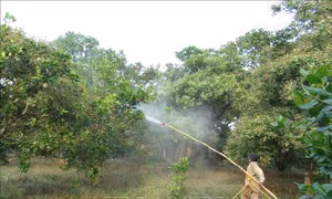 Xen canh giúp người trồng điều Bình Phước thu lợi gấp đôi