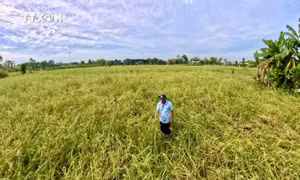Đại học Quốc gia TP Hồ Chí Minh góp phần xây dựng ĐBSCL phát triển bền vững, thích ứng biến đổi khí hậu