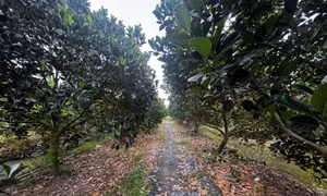 Xây dựng mô hình nông nghiệp tuần hoàn thích ứng biến đổi khí hậu ở Đồng bằng sông Cửu Long 