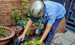 TP Hồ Chí Minh đồng loạt triển khai biện pháp phòng, chống bệnh Chikungunya