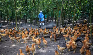Tiềm ẩn nguy cơ lây nhiễm cúm gia cầm sang người