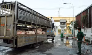 TP Hồ Chí Minh lập thêm nhiều chốt kiểm dịch lưu động ngăn chặn dịch tả lợn châu Phi