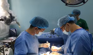Chủ trang trại bị lợn mẹ táp vào vùng hạ bộ, kéo tróc toàn bộ da dương vật