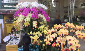 TP Hồ Chí Minh hướng đến phát triển bền vững cây hoa lan