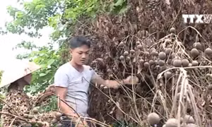 Hàng trăm cây nhãn bị phá hoại khi gần đến ngày thu hoạch