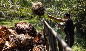 Indonesia cất cánh thử nghiệm chuyến bay dùng xăng trộn dầu cọ
