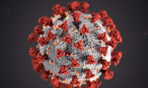 Phát hiện dơi ở Lào mang virus có đặc tính giống SARS-CoV-2 
