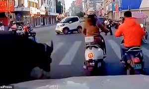 Clip trâu ‘điên’ xổng chuồng, húc bay người phụ nữ đang chờ đèn đỏ