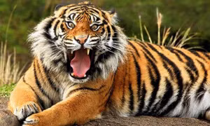 Cuộc sống tủi nhục của những ‘góa phụ hổ’ ở miền quê Bangladesh