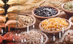 Trung Quốc tích trữ hơn 1/2 lượng ngũ cốc của thế giới, nguy cơ đẩy giá toàn cầu