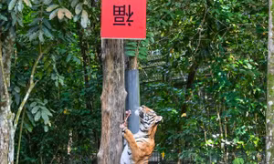 Xem hổ leo cây mở quà Tết