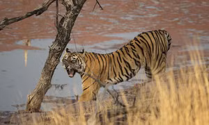 'Nữ chúa' oai hùng của rừng Ranthambore