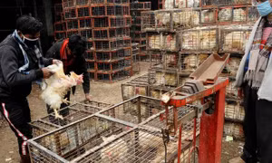 Quay cuồng vì COVID-19, châu Á còn gồng mình chống cúm gà H5N8