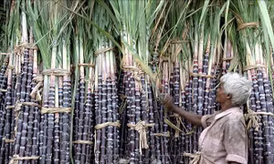Ấn Độ có thể cấm xuất khẩu đường, đe dọa nguồn cung toàn cầu