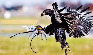Nhà lập pháp Nga đề xuất lập phi đội đại bàng đánh chặn UAV của Ukraine 