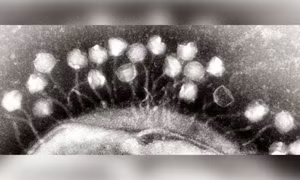 Phát hiện các loại virus khổng lồ xóa mờ ranh giới sống – chết