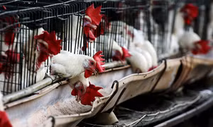 Ổ dịch cúm gia cầm H5N6 bùng phát tại Trung Quốc