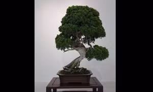Báu vật bonsai 400 tuổi bị đánh cắp, chủ nhân dặn tên trộm nhớ tưới nước