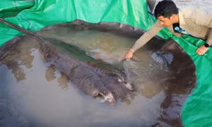 Bắt được con cá nước ngọt lớn nhất thế giới ở sông Mekong