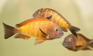 Ngỡ ngàng loài cá cũng biết tương tư như con người