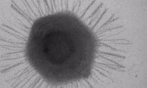 Phát hiện chủng virus mới ẩn nấp ở nơi sâu nhất thế giới