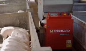 Robot cho lợn ăn đắt hàng mùa COVID-19