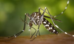https://mediacms.baotintuc.vn/Upload/FU48uqnCMEeo7t2VtpCDg/files/2019/09/muoi-bien-doi-gien-brazil.jpg