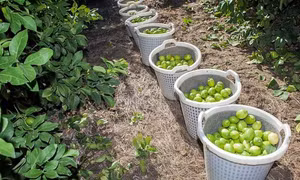 Cuộc chiến bảo vệ quả chanh của cảnh sát Mexico