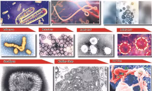 Những loại virus nguy hiểm nhất hành tinh