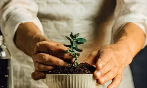 Dịch vụ bệnh viện cho cây trồng ‘bén rễ’ tại Hàn Quốc 